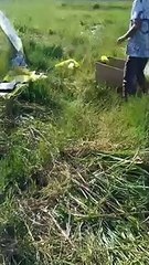 Il fait décoller un cerf-volant immense