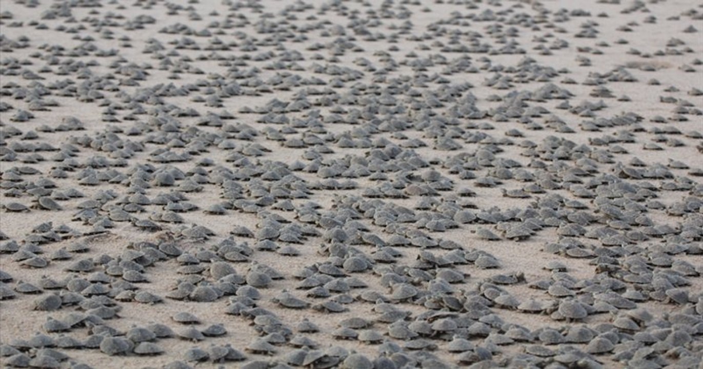 Au Brésil, environ 92000 tortues aquatiques sont nées sur une plage