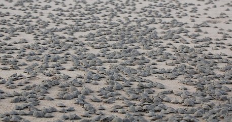 Au Brésil, environ 92000 tortues aquatiques sont nées sur une plage