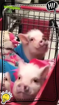 firulais y sus aventuras