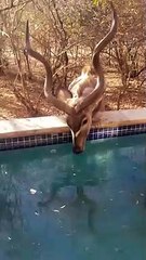 Parched Kudu Drinks from Pool