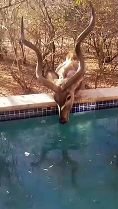 Parched Kudu Drinks from Pool