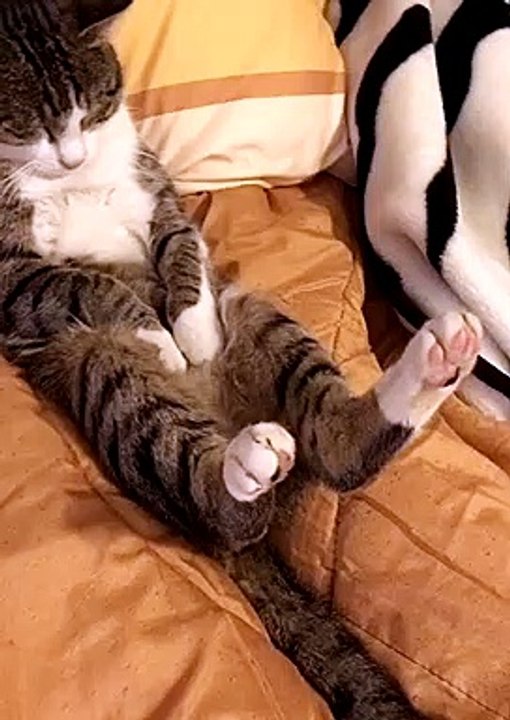 Cute Kitten Sleeping in Silly Position