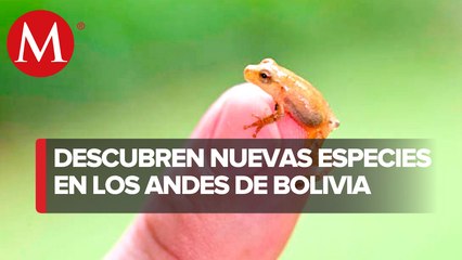 Descubren rana diminuta en Bolivia; podría ser la más pequeña de los Andes