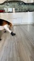 Beagle Is Still Getting Used to New Booties