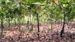 Accentuation de la lutte contre la pourriture brune des cacaoyers en Côte d'Ivoire