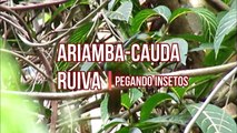 Ariramba-de-cauda-ruiva pegando insetos