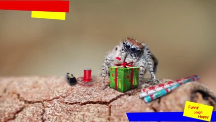 Humorous Happy Christmas from your friendly neighborhood spider and Spidey We wish you a Merry Christmas