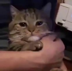 Cat cries while listening to Guts' theme from Berserk