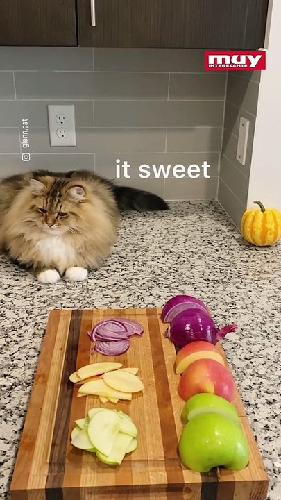 El gatito chef que se ha vuelto viral en redes
