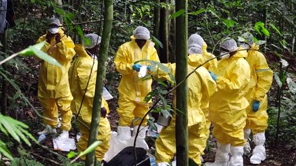 Virus hunters delve into Gabon forest in search for next threat