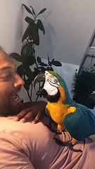 Macaw and Man Have a Screaming Competition