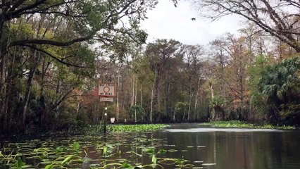 Rhesus Monkeys Leap from Trees into River