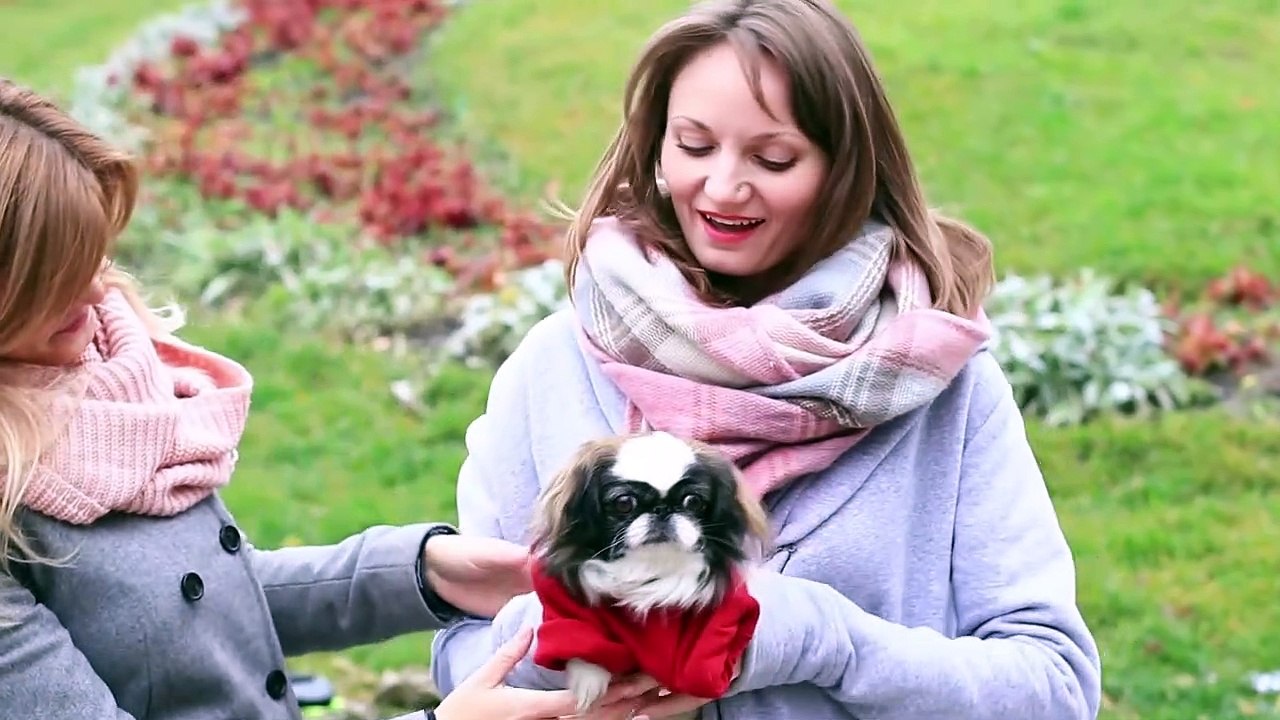 18 Pet Hacks Awesome Life Hacks For Cats And Dogs video Dailymotion