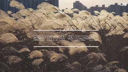 랜선여행 울산 태화강 억새군락지(Silver Grass Field in Taehwa River, Ulsan) / 디따