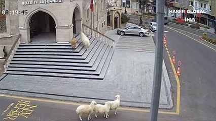 Koç, keçi ve üç koyun meşhur oldu! Belediye binasına girmeye çalışmışlardı