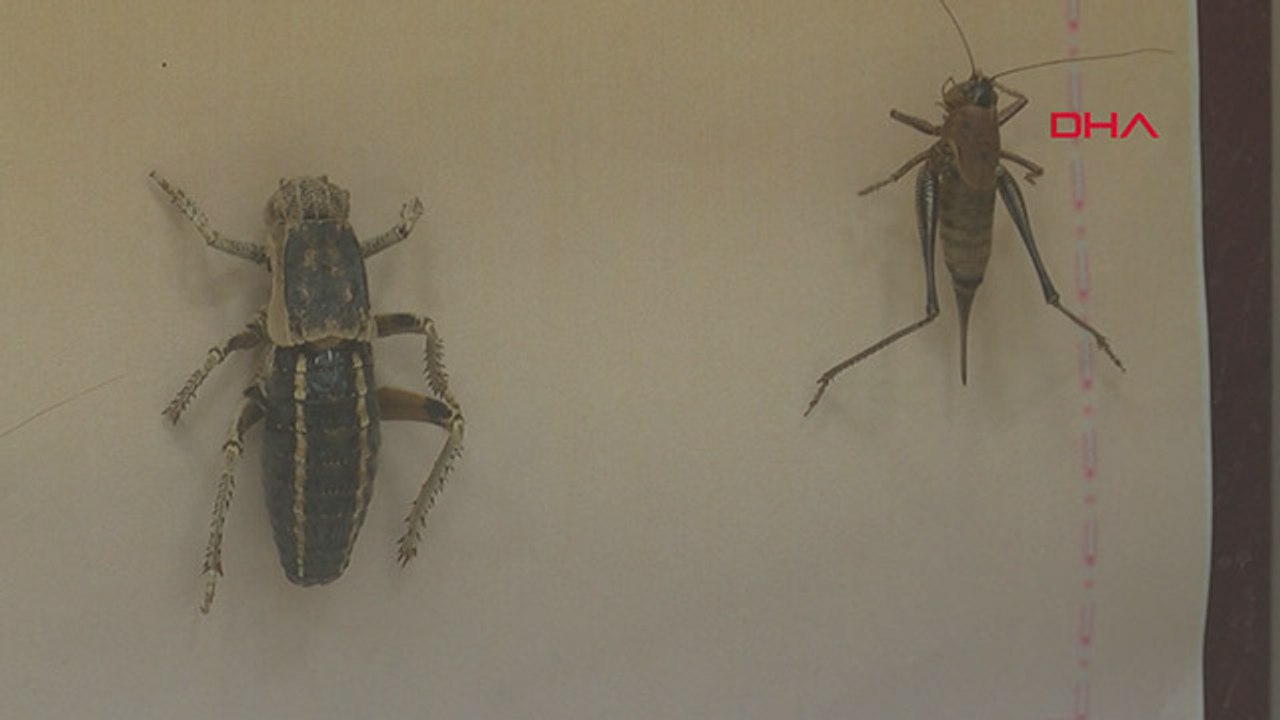 Prof.Dr. Satar: Önlem alınmazsa çekirgeler 2021'de istilaya neden olabilir