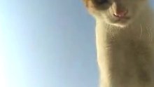 What did the cat do to the taxi driver in Saudi Arabia?