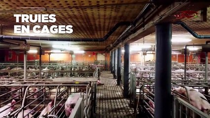 Un élevage de cochons, fournisseur de la marque de charcuterie Herta, ciblé par L214 jugé conforme après inspection