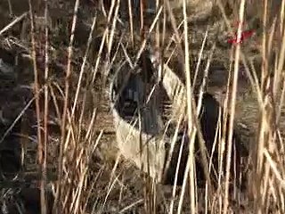 Suyu çekilen Eber Gölü'nde kayıklar için çalışma