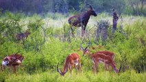 Wild Animals Premium Collection 8K TV HDR _ 8K ULTRA HD