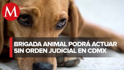 ¿Maltratas a tu mascota? Policía de CdMx ya podrá entrar a tu casa para evitarlo