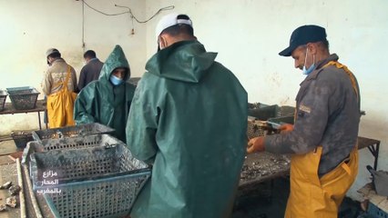 عاصمة المحار المغربية تنتج أفضل وأجود انواعه