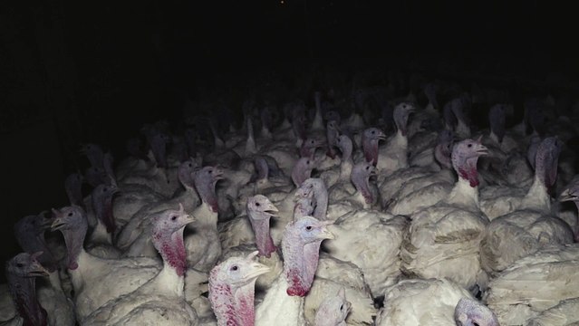 L214 dévoile des images à vous glacer le sang d’un élevage de volailles