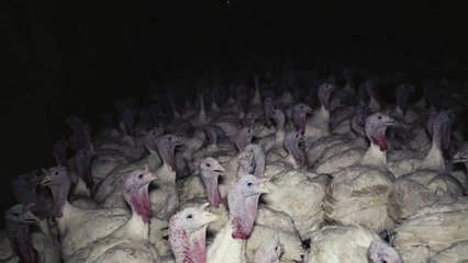 L214 dévoile des images à vous glacer le sang d’un élevage de volailles