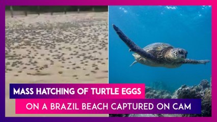 ‘Turtle Tsunami’: Mass Hatching Of Turtle Eggs On A Brazil Beach Captured On Camera