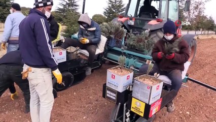 Konya, lavantanın merkezi olacak