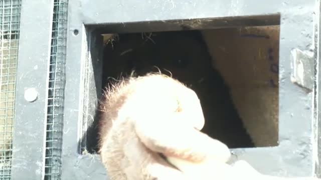 Tailandia entrega dos orangutanes a Indonesia
