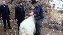 Belediye binasına girmeye çalışan koyun sürüsü dünya basınında yer aldı