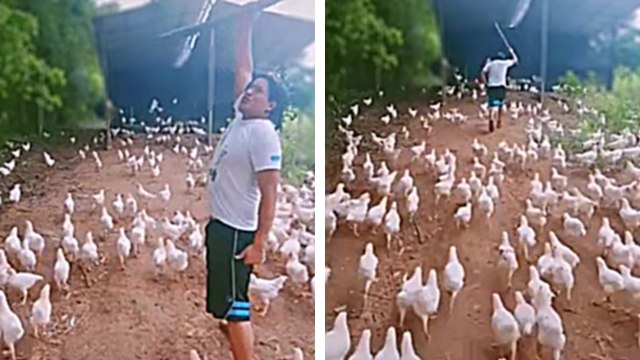 Un homme mène ses poulets au combat