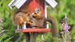 Cute and pure scene of animals squirrels eating peanut on tree home