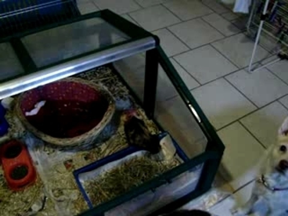 vanie dans la serre