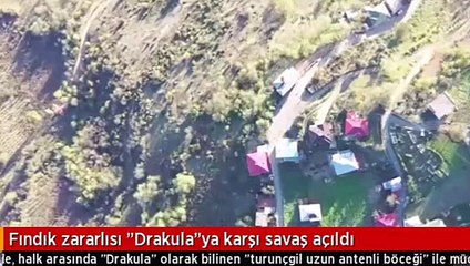 Bir ilimizde drakula paniği! İstila ettiler