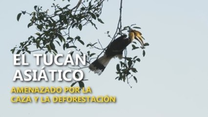 El tucán asiático, amenazado en Birmania por la caza y la deforestación