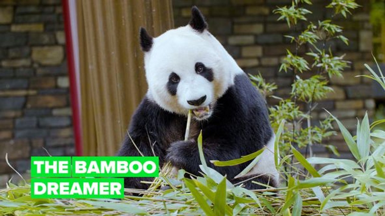 The bamboo dreamer