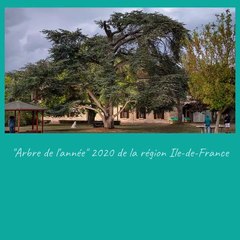 Carte de vœux 2021 du CH Théophile Roussel de Montesson - Arbre de l'année