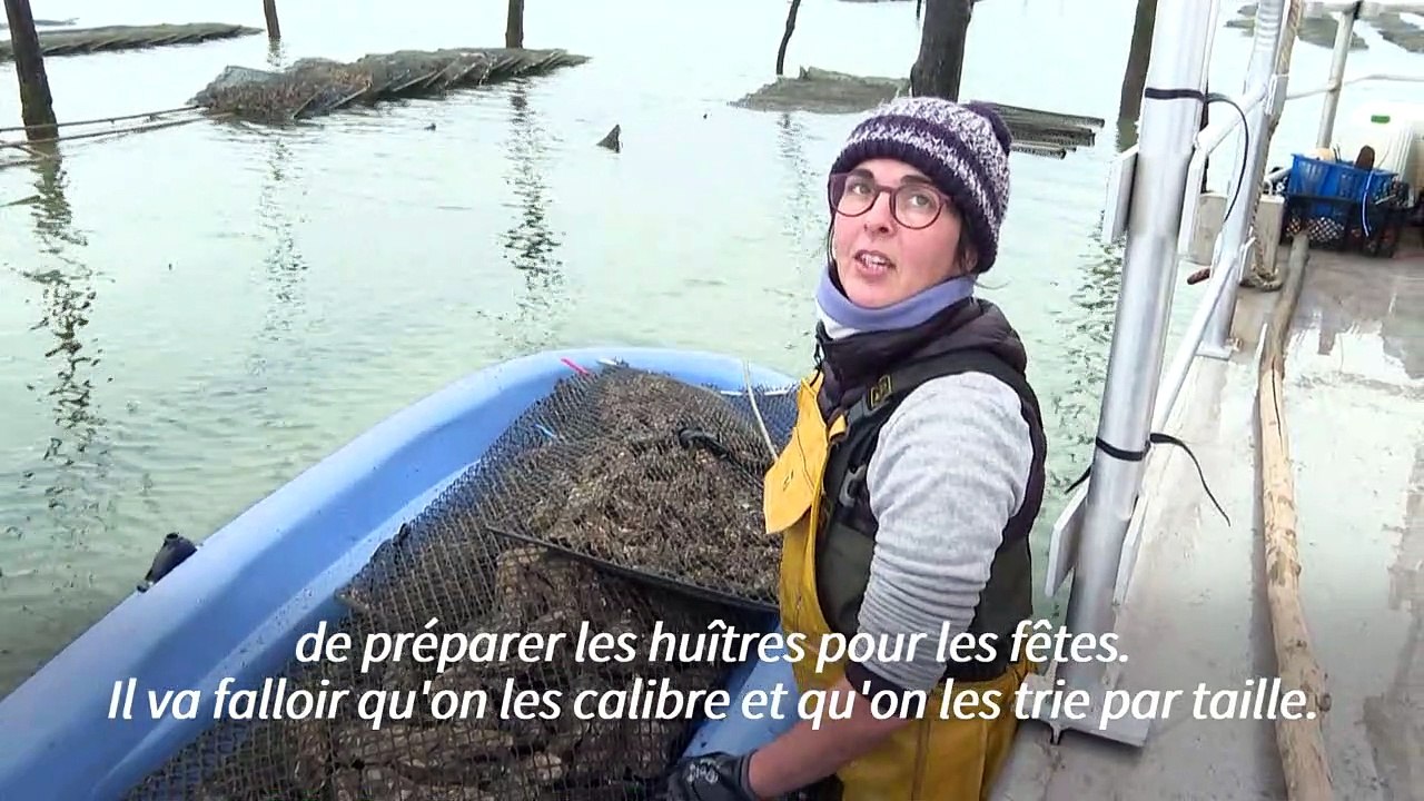 A temps pour les Fêtes, les premières huîtres bio du bassin d'Arcachon