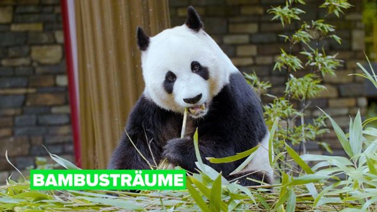 Weit weg von zu hause: bambusträume