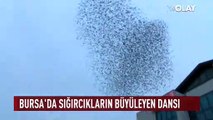 Bursa'da Sığırcık kuşlarının gökyüzündeki dansı!