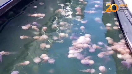 Invasión de aguas vivas en el puerto de Punta del Este