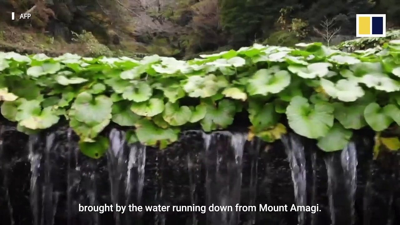 Wasabi, Japan’s ‘green gold’ are you eating the real thing video Dailymotion