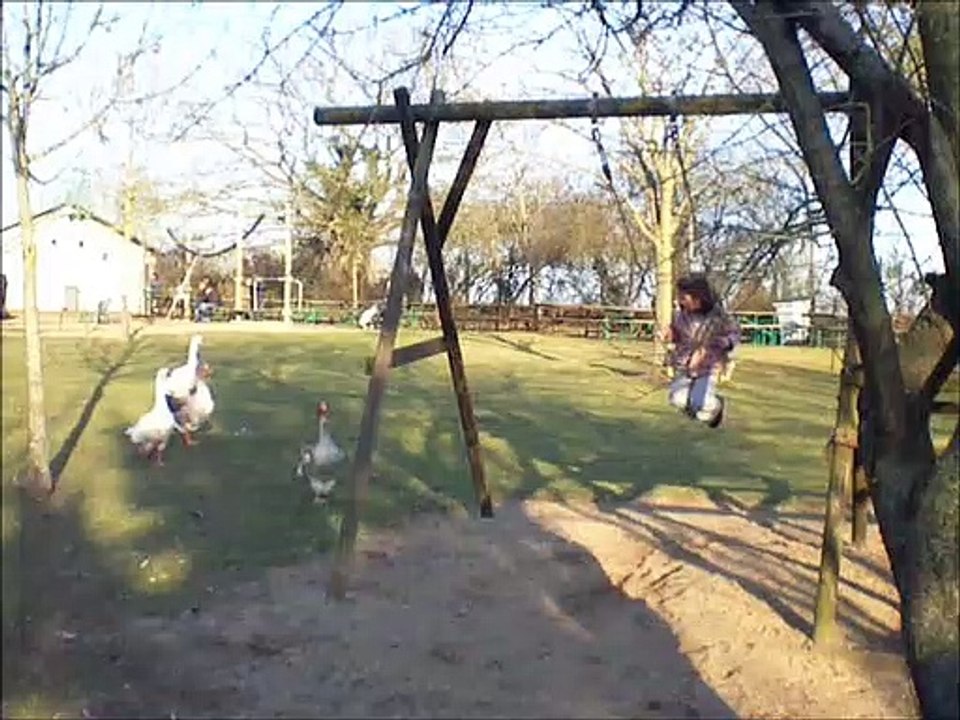 Balançoire aux canards