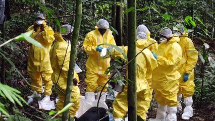 Dans les forêts gabonaises, sur la piste des virus émergents