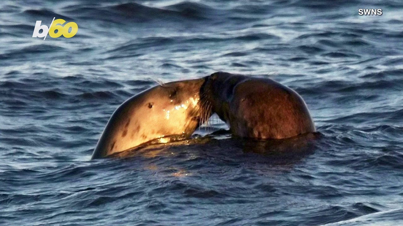 Seal-Ing the Deal! Photo Shows Two Seals Appearing To Share a Kiss!