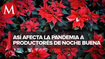 En CdMx, productores de nochebuenas reportan avance del 80% en ventas