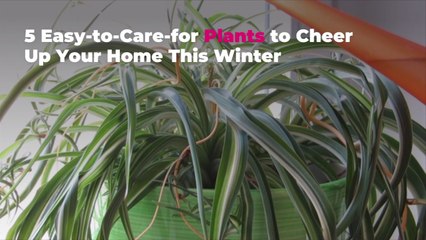 5 Easy-to-Care-for Plants to Cheer Up Your Home This Winter